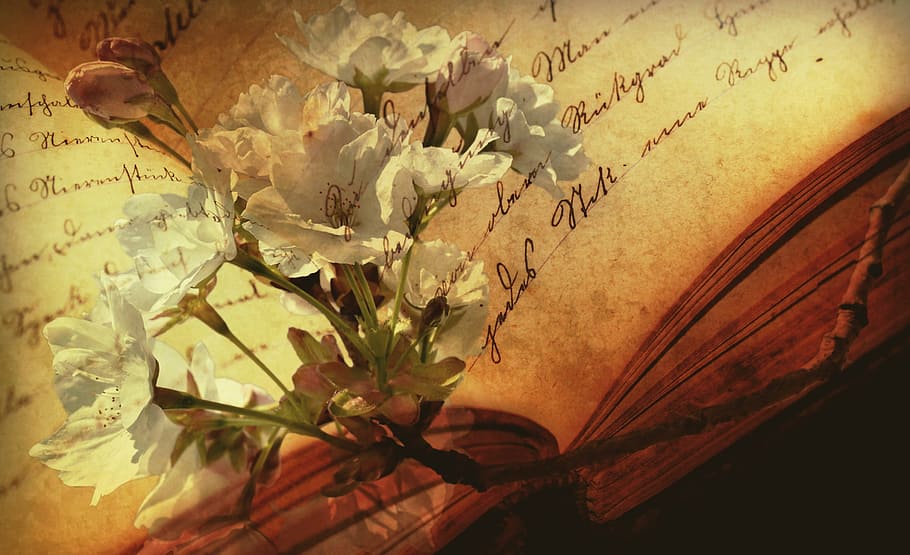 white, petal flower, top, opened, book, font, old book, still life, flowering twig, decorative