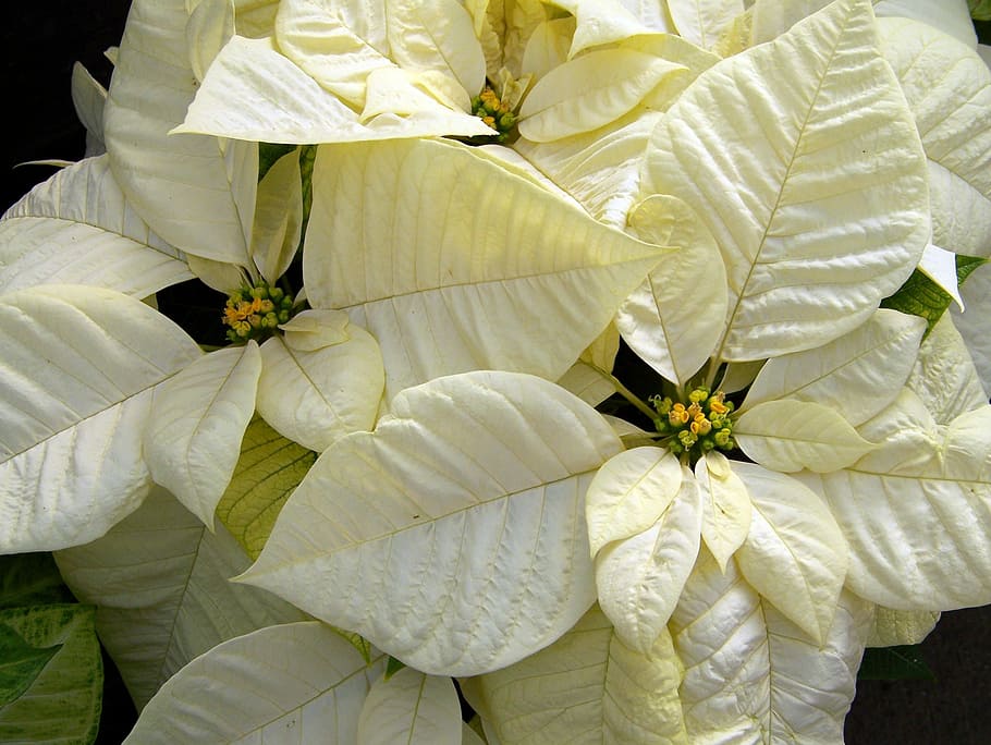 close-up photography, white, pointsettia, white poinsettia, poinsettias, christmas flower, christmas, xmas, flowers, euphorbia pulcherrima