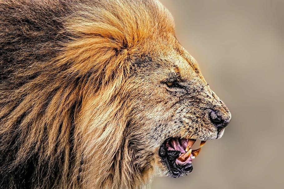 león adulto, león, áfrica, desierto, safari africano, safari, bestia, animal, temas de animales, un animal