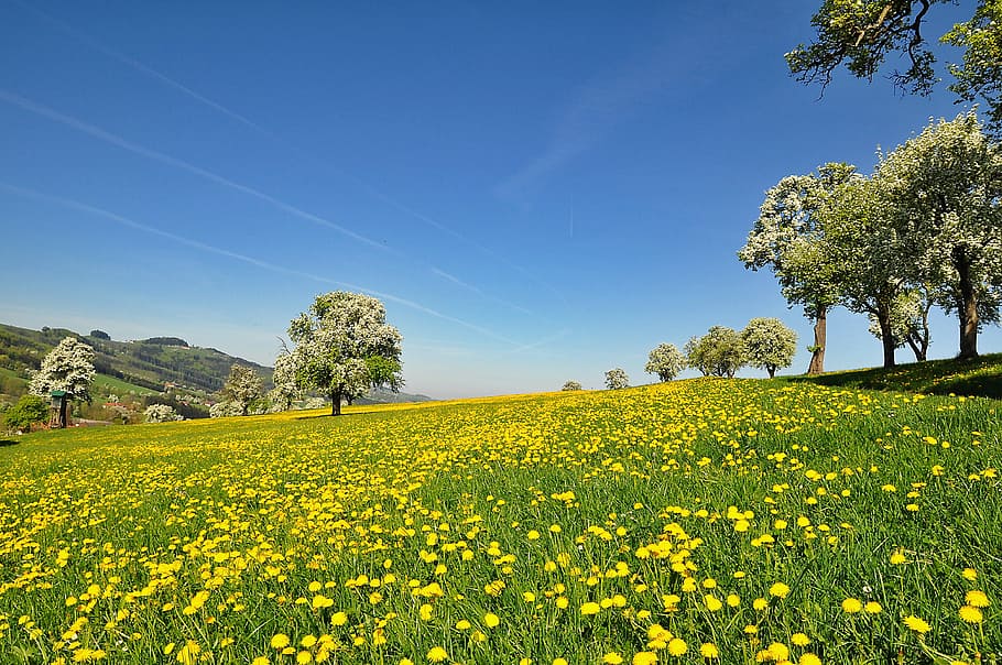 kuning, bidang bunga dandelion, alam, lanskap, musim semi, waktu berbunga, mekar, pir mekar, dandelion, padang rumput