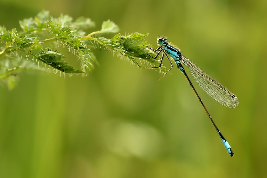 unlucky dragonfly, dragonfly, small, insect, nature, wing, the world of animals, live, fragile, summer