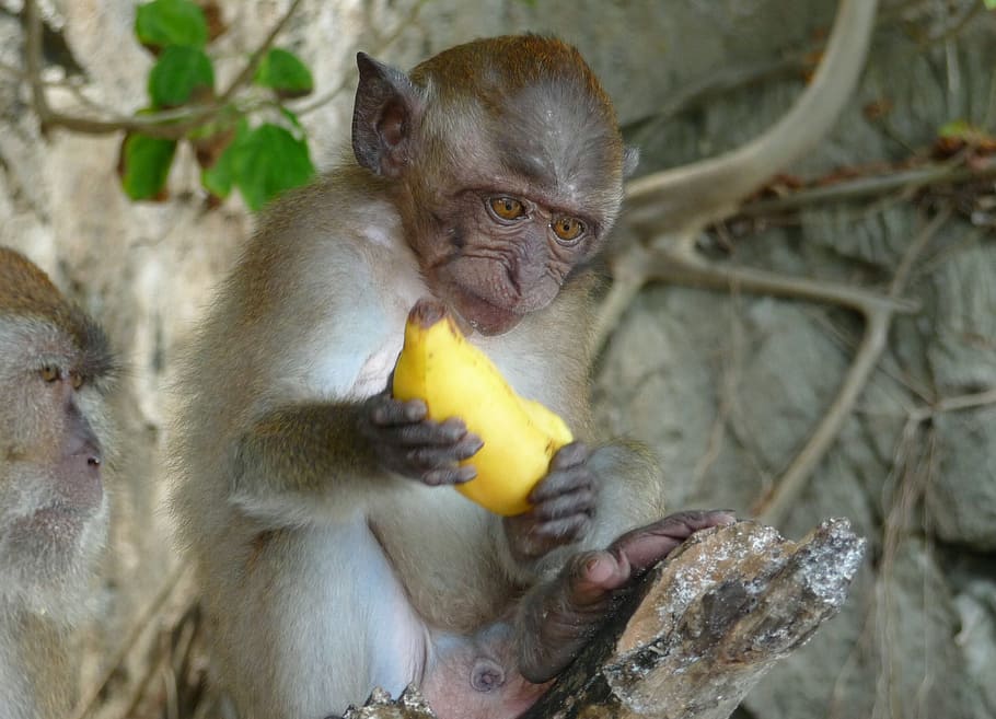 monkey, banana, äffchen, jungle, eating, animal wildlife, animals in the wild, primate, mammal, vertebrate