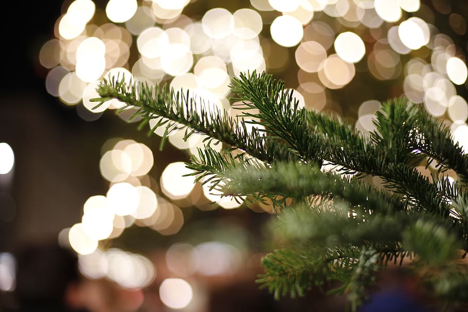 christmas, christmas time, advent, decoration, christmas decoration, fir tree, tannenzweig, bokeh, sparkle, christmas tree