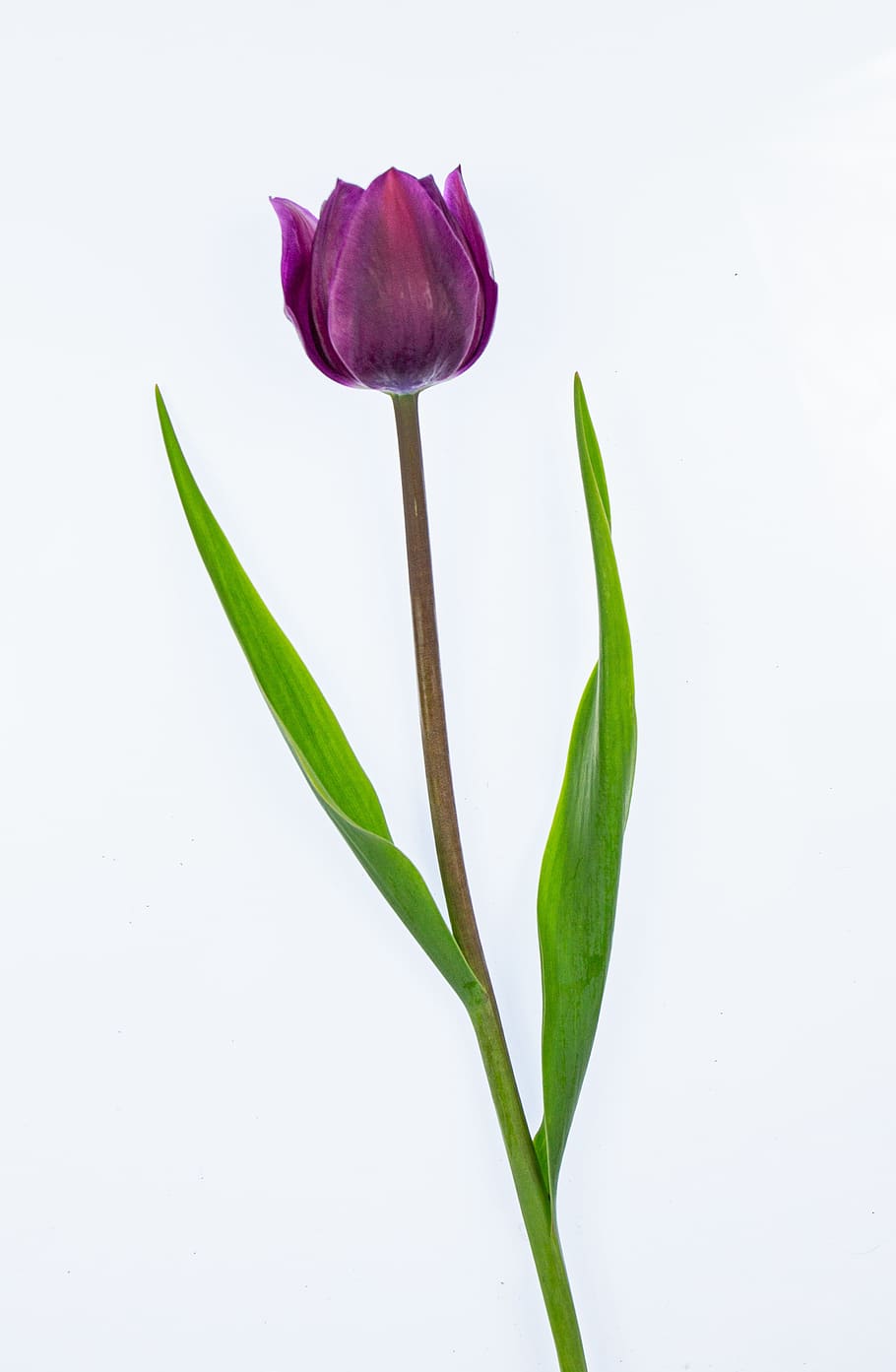 tulip, purple, easter flowers, spring, flower, bright, beautiful, one, plant, freshness