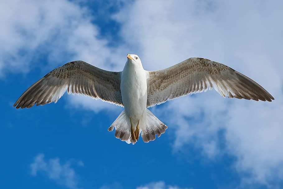 time lapse photography, white, seagull, flying, bird, fly, animal, dom, keywords, wings