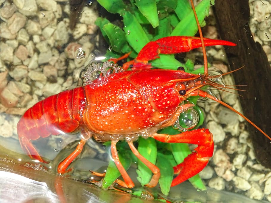 crayfish, nature, macro, crayfish river, shell, rak red, pincers, detail, red, protected