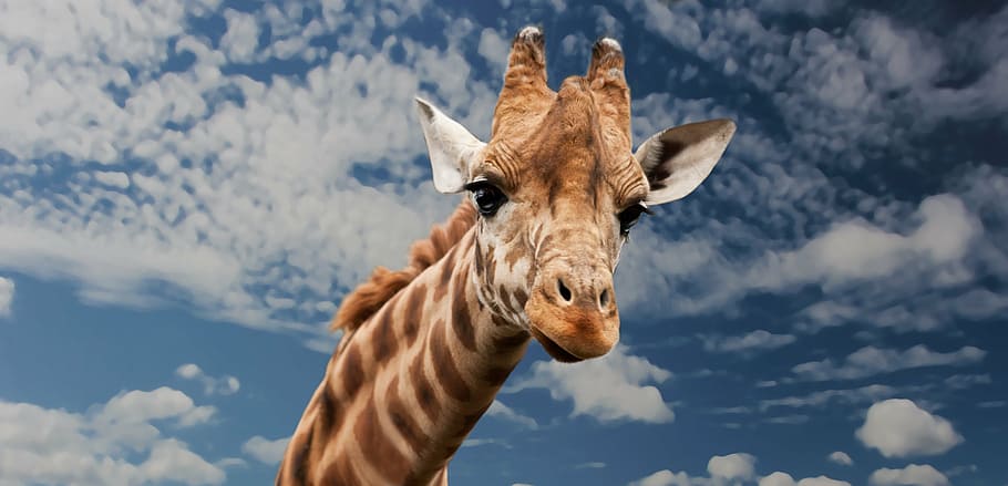 marrom, girafa, cabeça, branco, nublado, céu, animal, engraçado, expressão facial, imitar