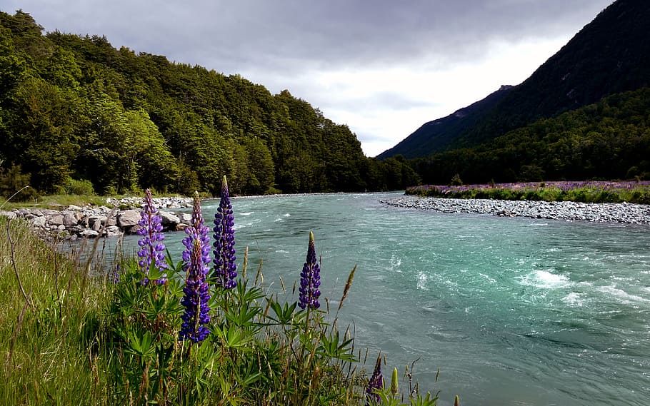 Fiordland, NP, NZ, lavanda púrpura, belleza en la naturaleza, agua, planta, montaña, pintorescos - naturaleza, cielo