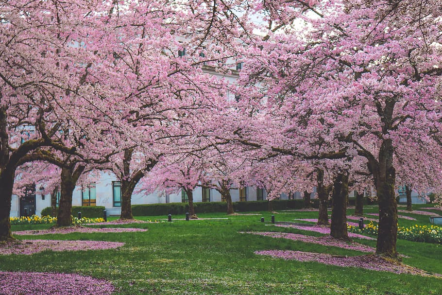 cherry blossom trees, spring, bloom, blossom, trees, nature, blooming, plant, floral, natural