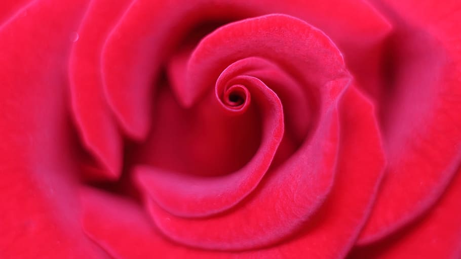 red, rose, macro photography, love scam, attachment, love, gentle, petal, flower, plant
