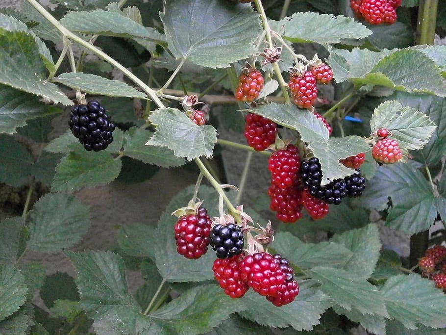 Blackberry, Berry, Rubus, Fruit, immature, berry fruit, food and drink, freshness, healthy eating, blackberry - fruit