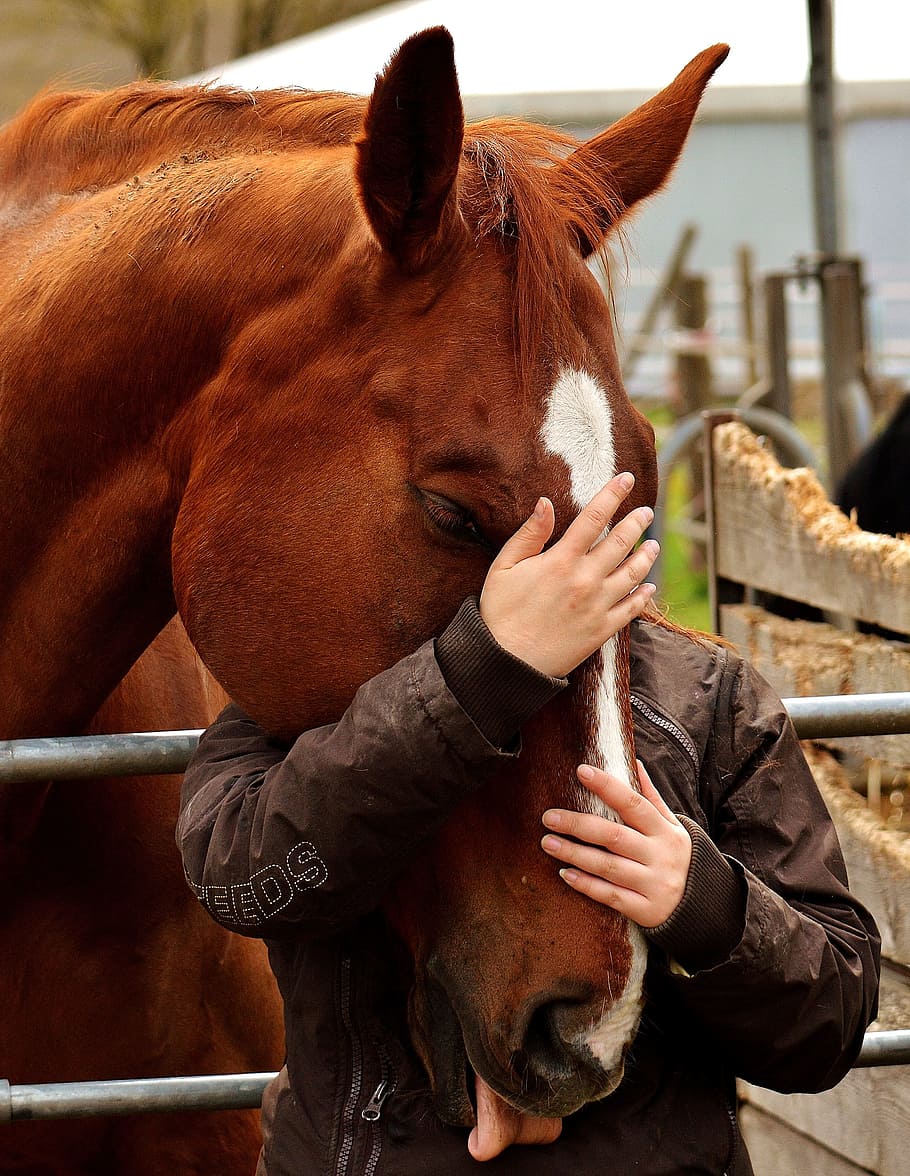 person, hugging, ranch, daytime, Love, Animals, Friendship, Horse, love for animals, horse love