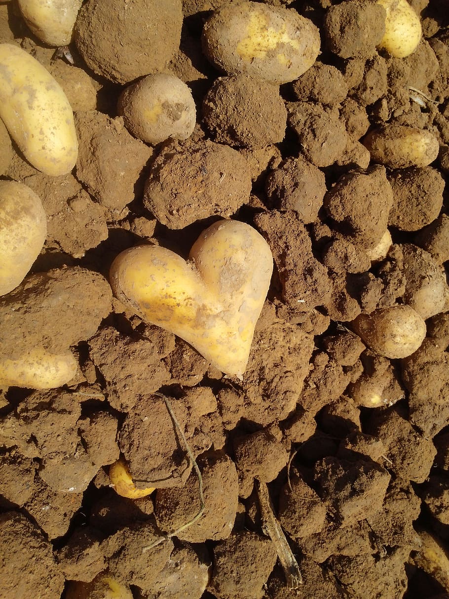 brown dirt, Potato, Heart, Love, Tuber, Earth, potato harvest, harvest, food, waste