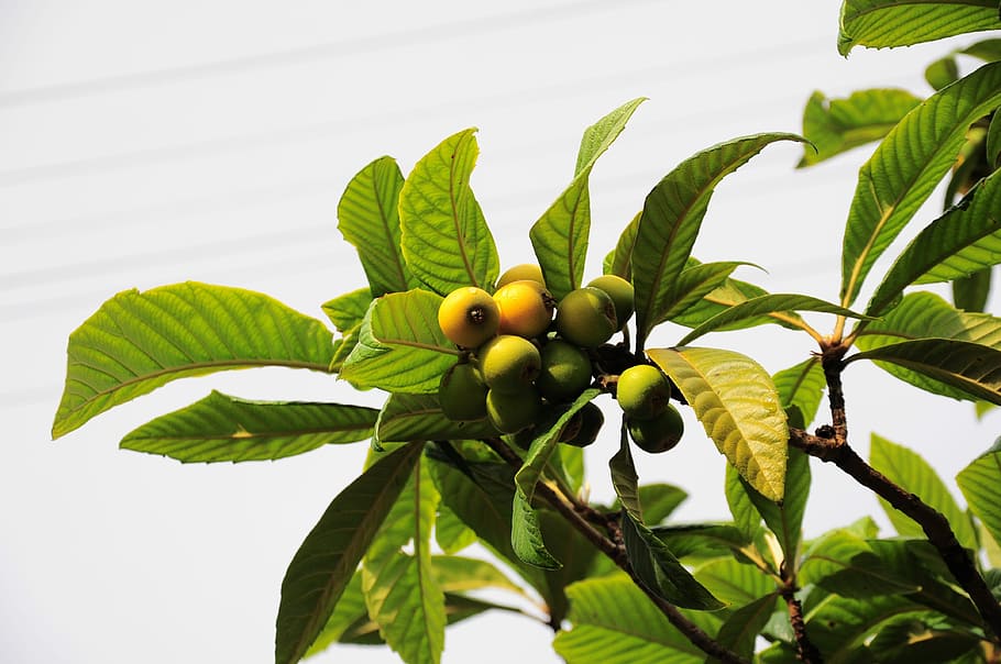 guava fruits, tree, malta plum, new world, new world fruit, new world tree, fruit, fruit tree, yellow, food