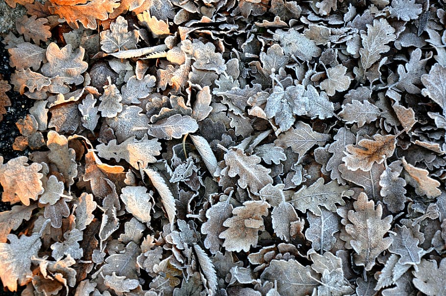 pile, gray, brown, oak, leaves, winter, cold, autumn leaves, yellow sheet, foliage