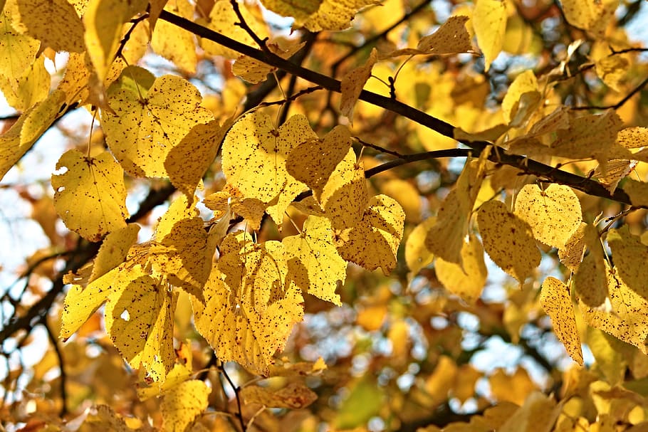 pohon pada siang hari, dedaunan musim gugur, pohon, daun, musim gugur, berwarna, kuning, oranye, hutan musim gugur, lampu belakang