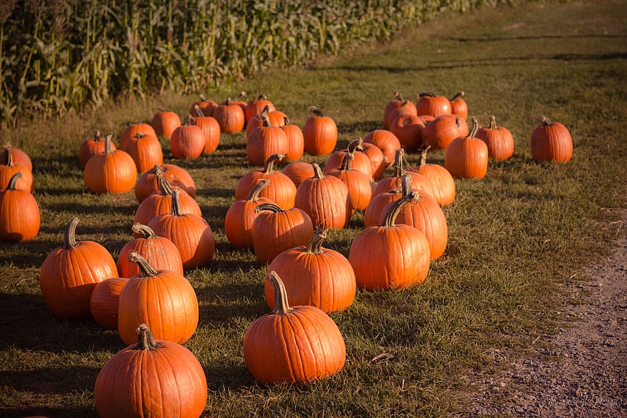 pumpkin, trick or treat, haloween, november, grass, fruit, crops, vegetable, field, plant