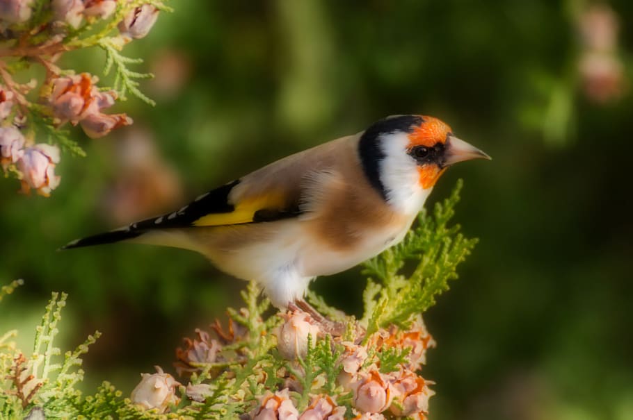 european goldfinch, bird, nature, birds, forage, garden, animal, feeding, wild world, pen