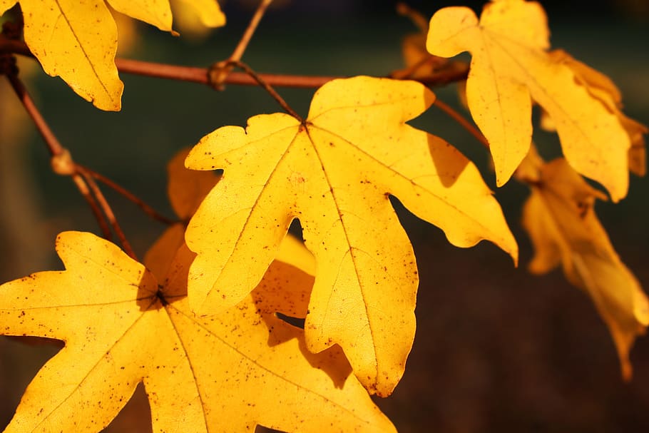 Leaves, Yellow, Autumn, Fall, Fall Foliage, autumn, colorful, maple, plant, nature, yellow sheet