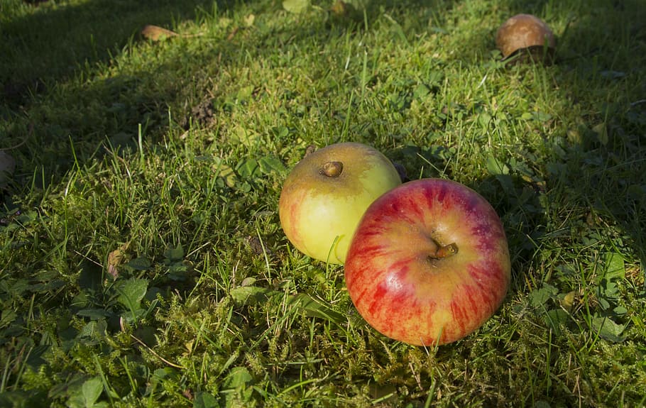 횡재, 사과, 익은, 잘 익은, 과일, 빨간, 가을, 음식, 선택, 맛있는