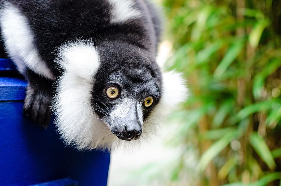 black and white ruffed lemur, wildlife, madagascar, nature, portrait, looking, exotic, rainforest, primate, mammal