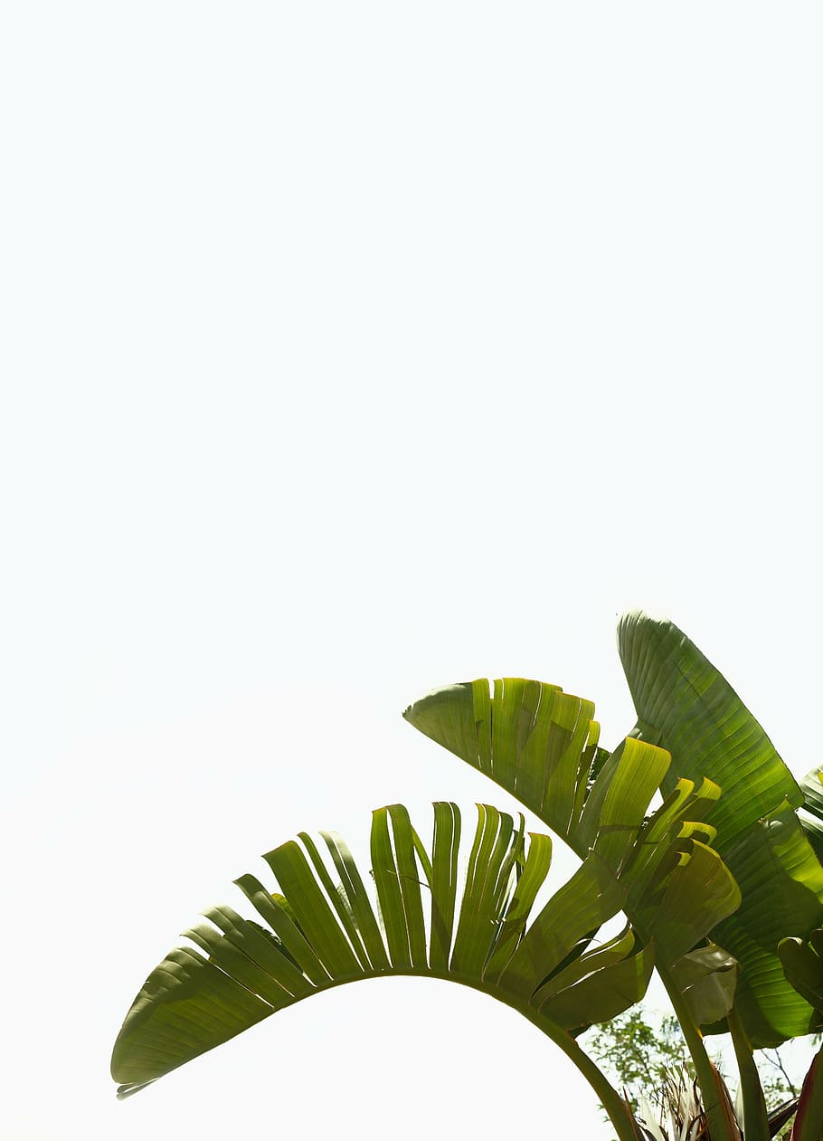 bananeira verde, palma, planta, verde, mediterrâneo, folhas de palmeira, palmeira, folha, natureza, árvore