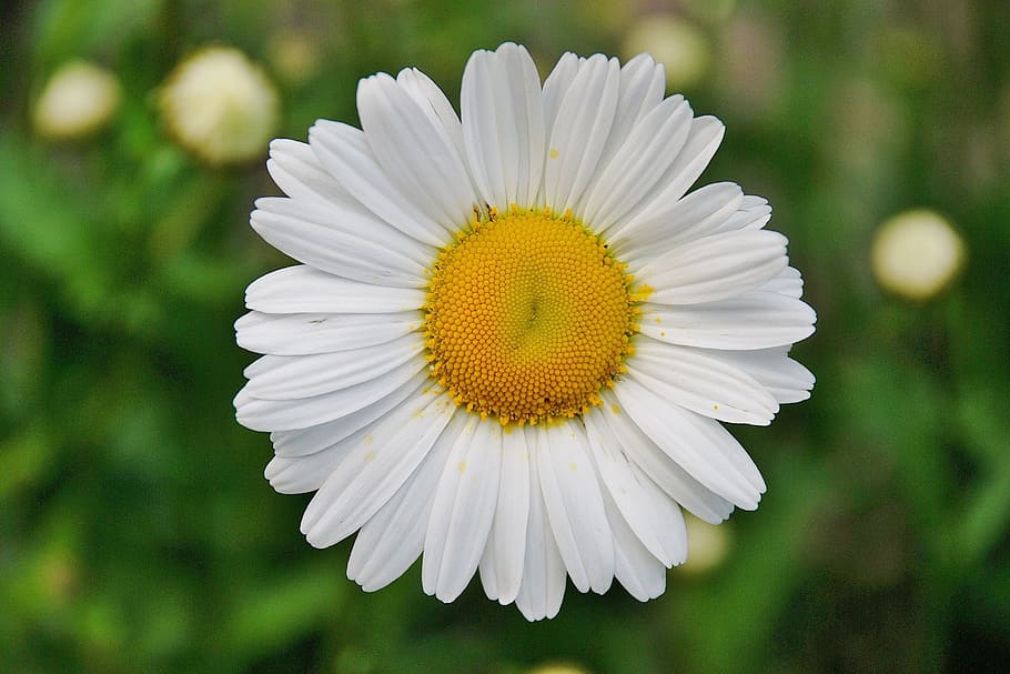 closeup, photography, white, yellow, daisy flower, floral, plant, natural, blossom, bloom