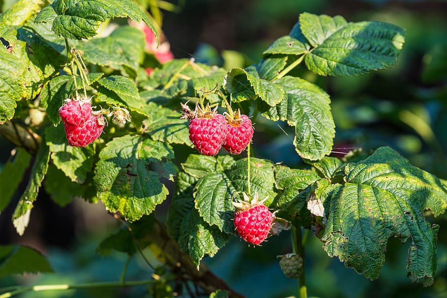 raspberry, berry, red, fruit, nutrition, vitamins, sweet, fresh, summer, nature