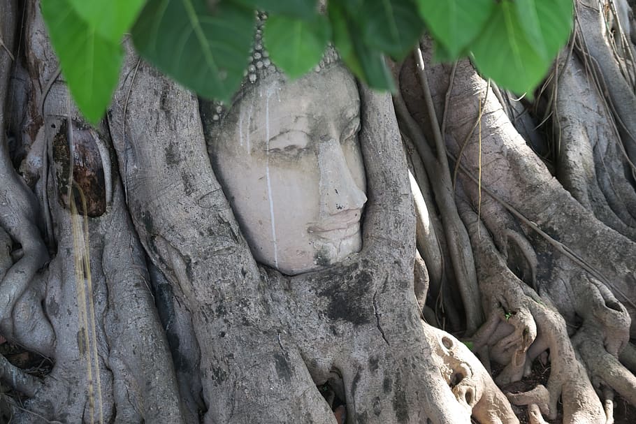ayutthaya, thailand, buddha, ruin, plant, tree, growth, day, plant part, nature