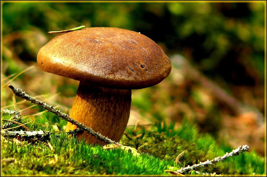 brown mushroom, mushroom, autumn, forest, nature, seasons, chestnut mushroom, gathering, moss, forest floor