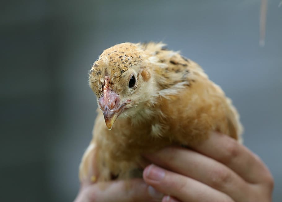 Ayam, Tangan, Dunia, Peduli, cewek, kebaikan, memelihara, burung, tangan manusia, satu hewan