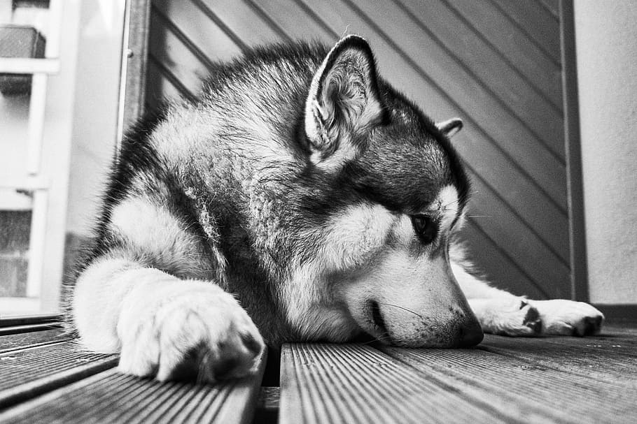 grayscale photo, siberian, husky, black, white, floor, dog, animal, black and white, house