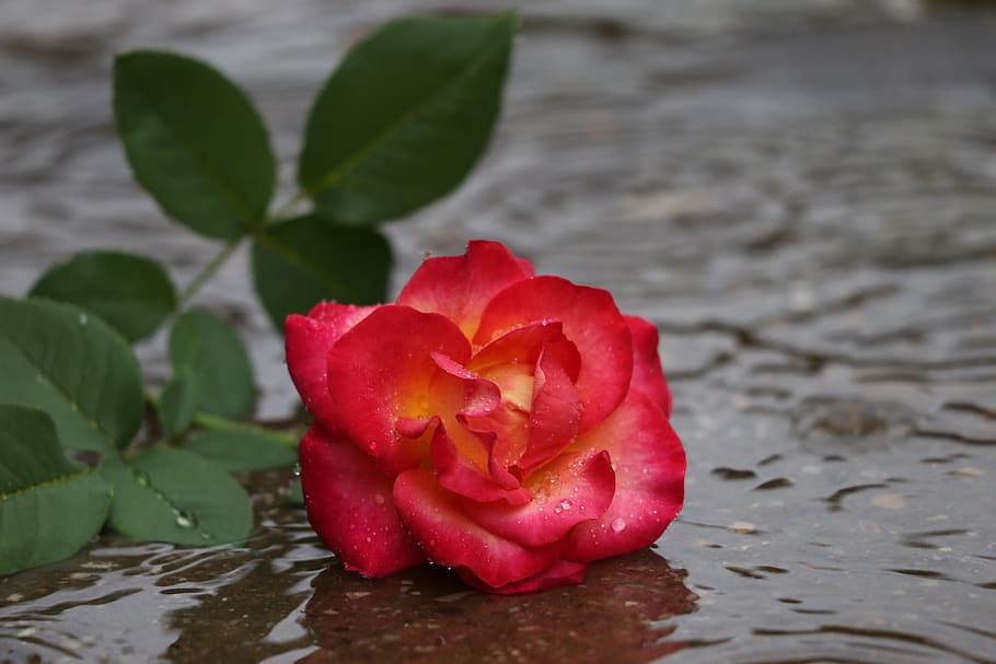 red yellow rose in rain, lost love, left in silence, dark mood, water drops, waves, evening, rose alinka, nature, outdoor