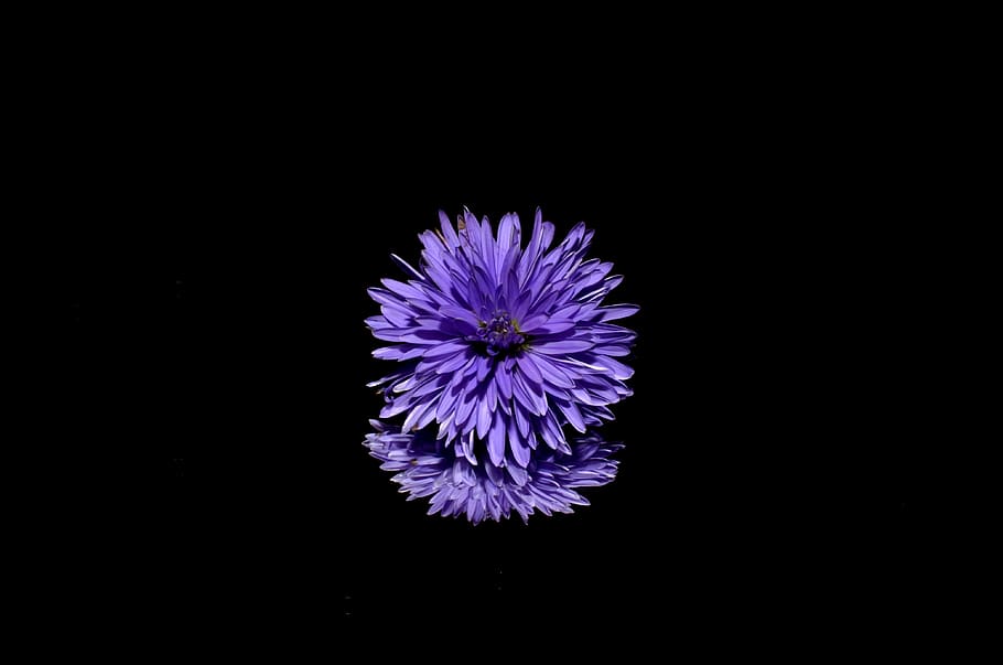 purple floral illustration, aster, flower, purple, nature, flowering plant, fragility, vulnerability, freshness, flower head