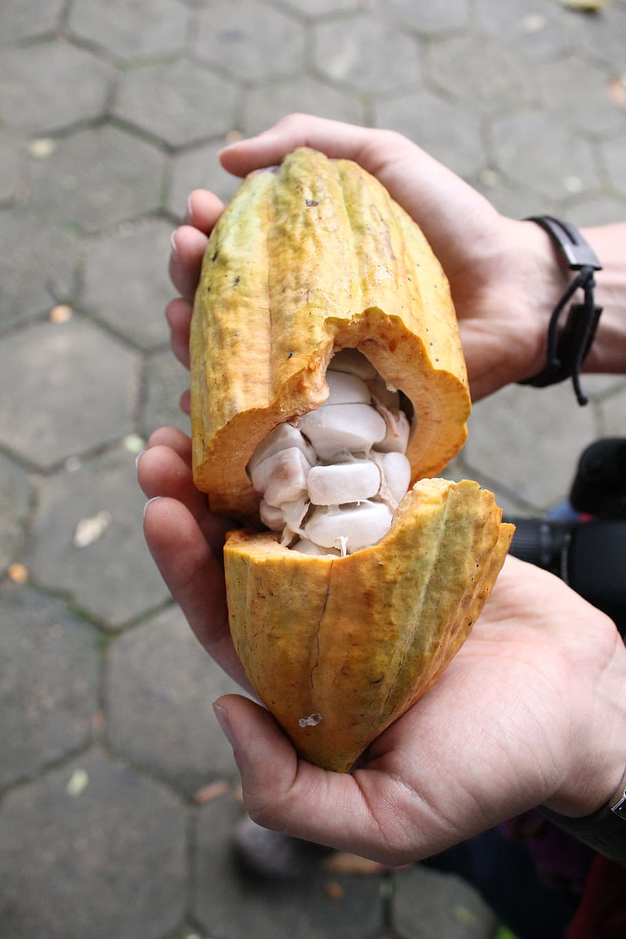 cocoa, nature, chocolate, holding, human hand, hand, human body part, food and drink, food, one person