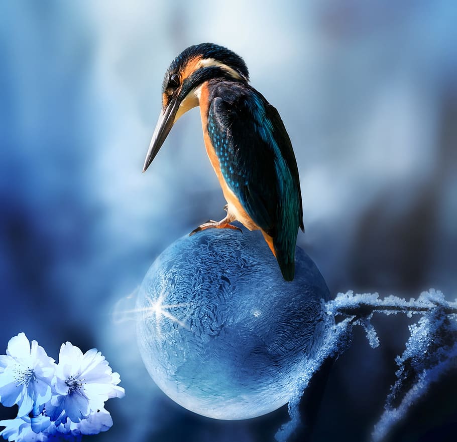 azul, naranja, bola de cristal, Componer, Martín pescador, Pájaro, Primavera, la primavera se acerca, pompas de jabón, congelado