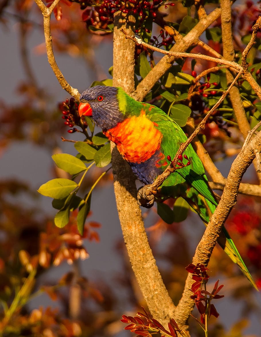 rainbow lorikeet, parrot, colourful, bird, australian, wild, drunken parrot tree, tree, schotia brachypetala, grey sky