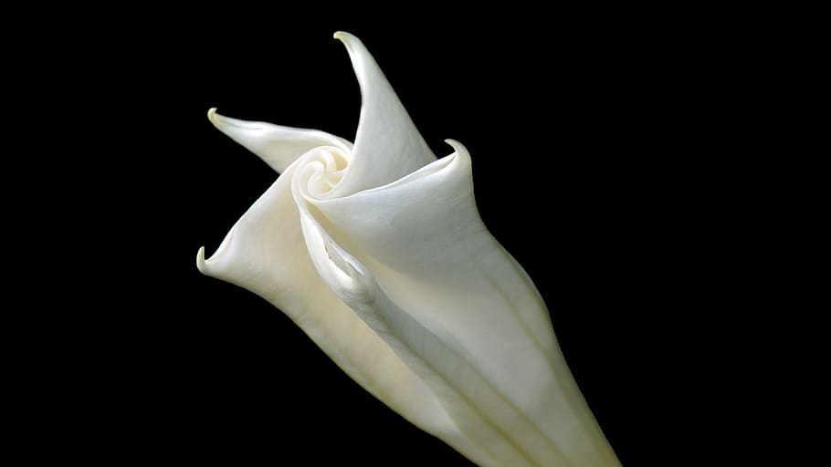 white cloth, flower, white, romantic, nature, petal, flora, blossom, flowering plant, black background
