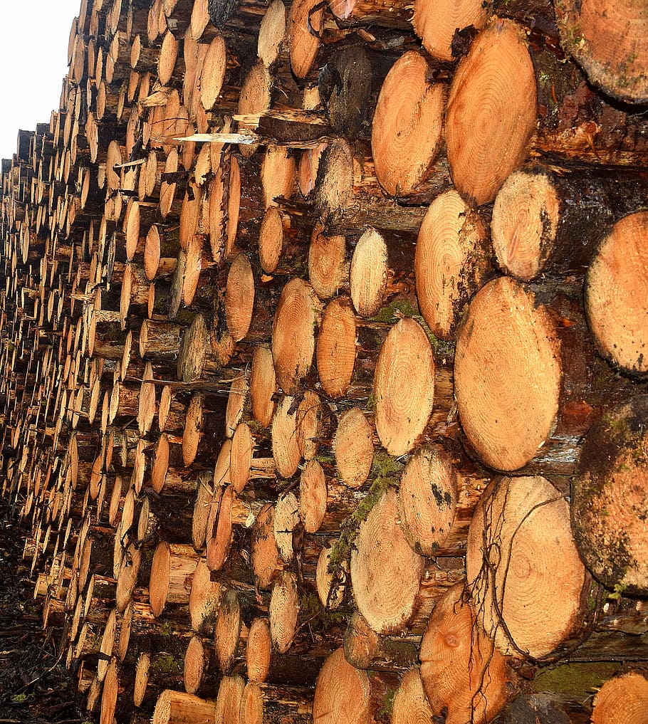 timber, lumber, tree, sawmill, wood, construction, log, firewood, lumber industry, wood - material