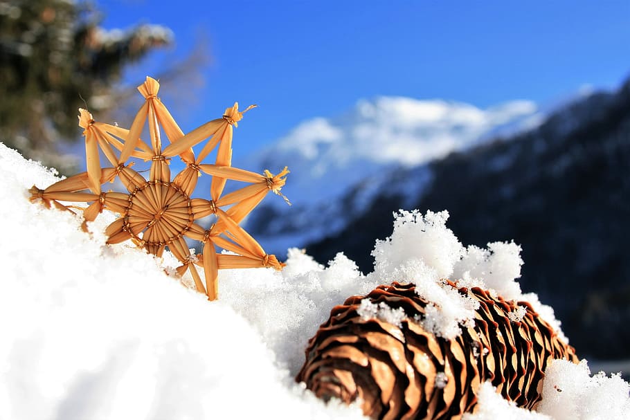 shallow, focus photography, pine cone, snow, daytime, asterisk, fresh fallout, blue, white, the petals