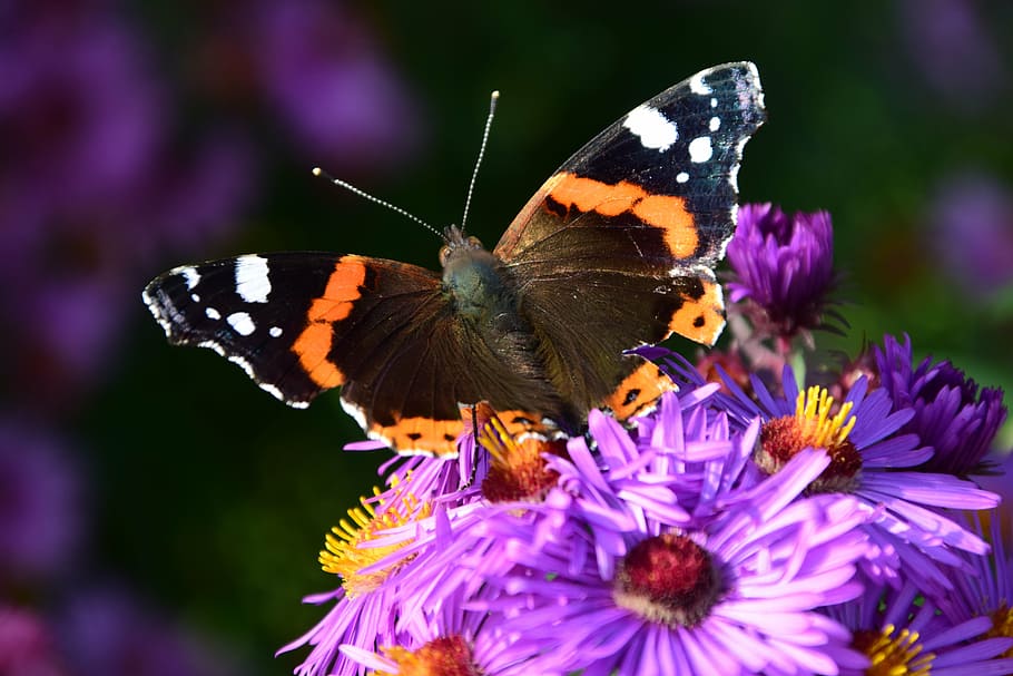 selective, focus photography, red, admiral butterfly, perched, purple, flower, aster, butterfly, blossom