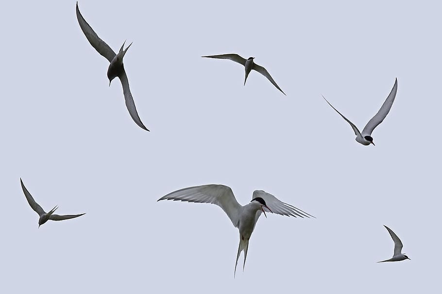 arctic terns, flying, tern, flight, sky, silhouette, animal, bird, wildlife, dom