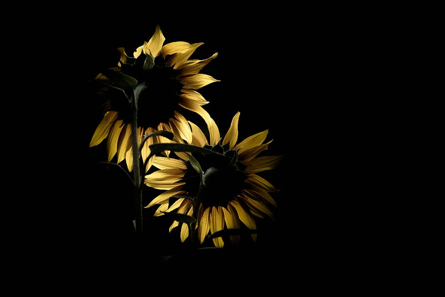 bunga matahari, melawan cahaya, bunga, hitam, alam, cahaya, tanaman, bidang, kuning, pemenuhan