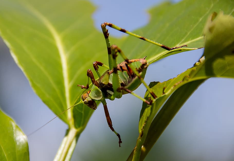 katydid nymph, grasshopper, mottled katydid, green, brown, insect, legs, pattern, queensland, australia