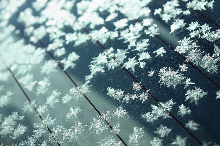 ice, crystals, cold, frost, frozen, glass, plant, day, nature, growth