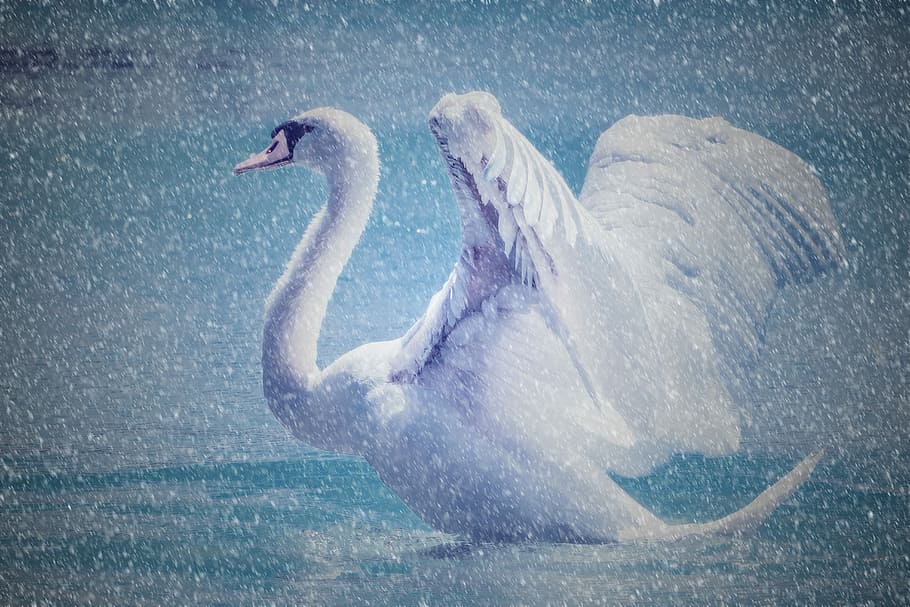 branco, foto de close-up de cisne, cisne branco, foto, cisne, linda, água, nevando, flocos de neve, um animal
