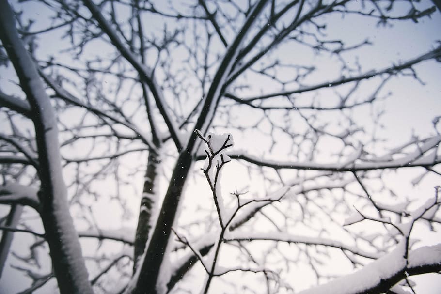 bare, tree, snow photography, black, wooden, cover, white, snow, plant, branch