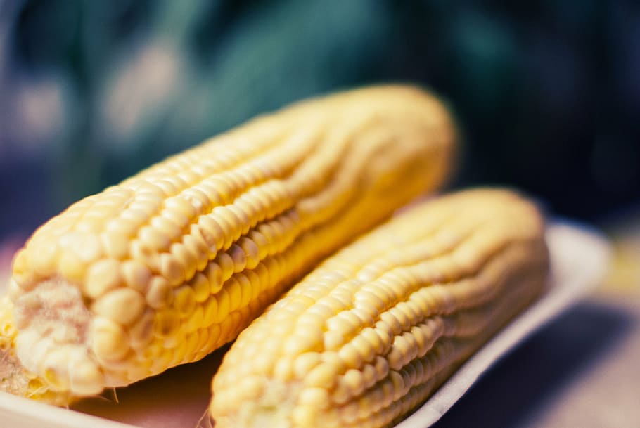 corn on plate, depth, field, photography, corns, plate, corn on the cob, food, food and drink, freshness