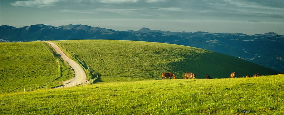 green, grass field, herd, cattle, blue, sky, green grass, blue sky, umbria, italy