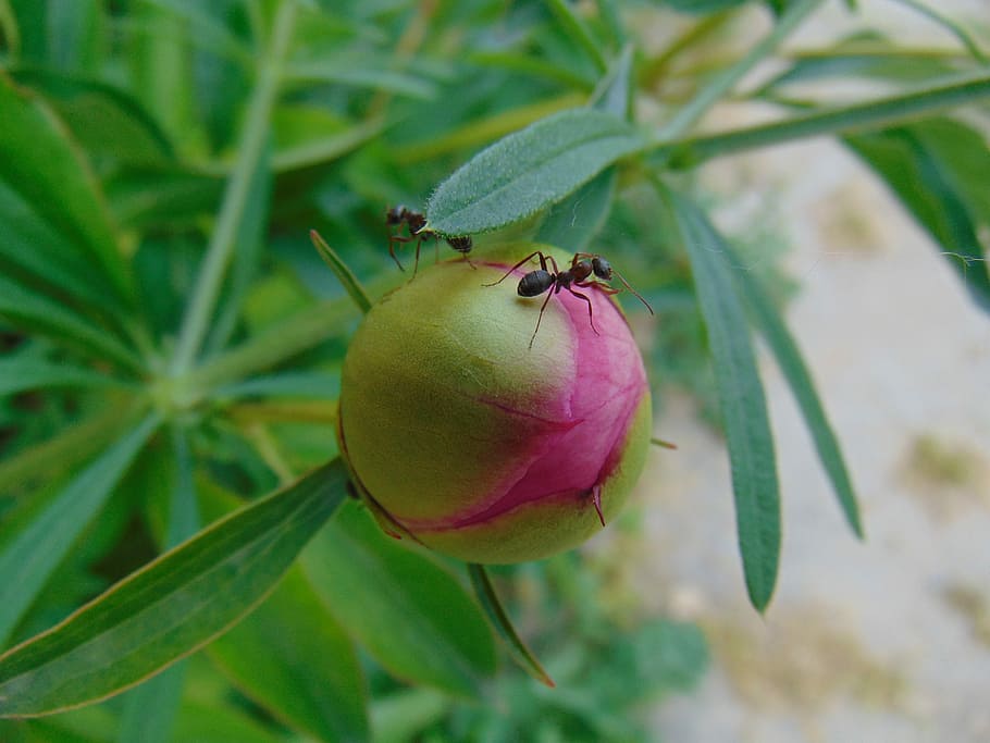 peony, nature, plant, summer, garden, flower, flowers, ant, blooming flower, color